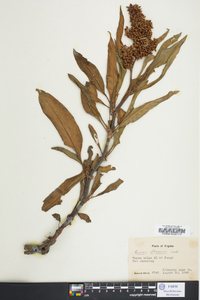 Rumex altissimus image