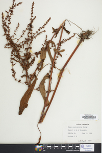 Rumex conglomeratus image