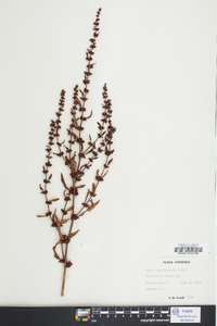 Rumex conglomeratus image