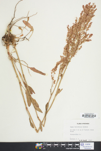 Rumex obtusifolius image