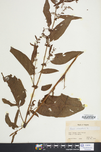 Rumex obtusifolius image