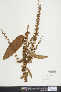 Rumex obtusifolius image