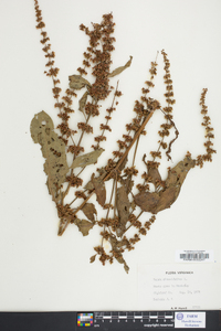 Rumex obtusifolius image