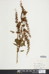 Rumex obtusifolius image