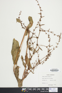 Rumex obtusifolius image