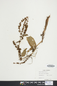 Rumex obtusifolius image