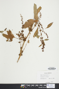 Rumex pulcher image