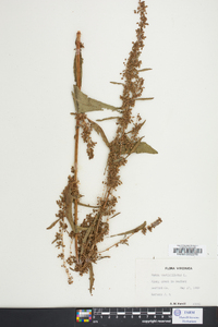 Rumex verticillatus image