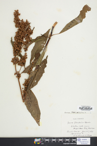 Rumex verticillatus image