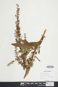 Rumex verticillatus image