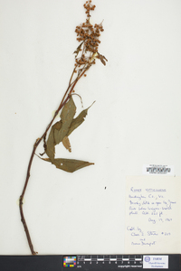 Rumex verticillatus image