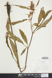 Rumex verticillatus image