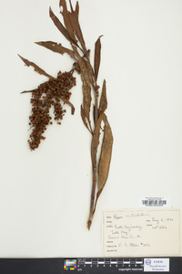 Rumex verticillatus image