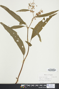 Rumex verticillatus image