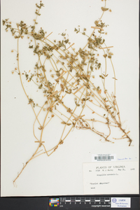 Lysimachia arvensis image