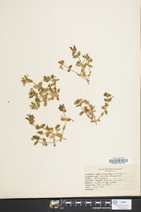 Lysimachia arvensis image