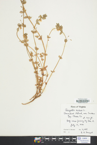 Lysimachia arvensis image