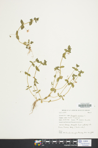 Lysimachia arvensis image