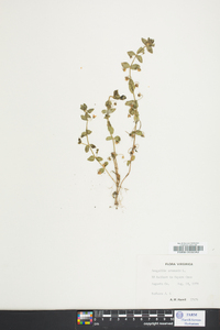 Lysimachia arvensis image