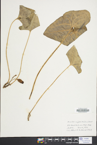 Hexastylis arifolia image