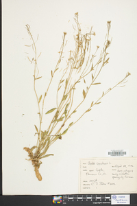 Borodinia canadensis image