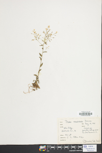 Draba ramosissima image