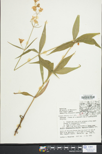 Silene stellata image