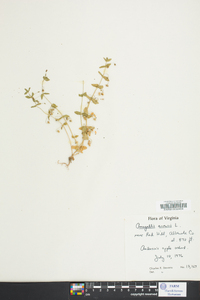 Lysimachia arvensis image