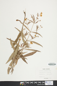 Lysimachia lanceolata image