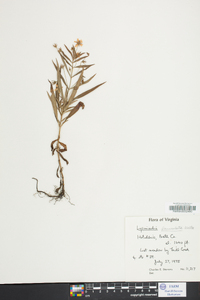 Lysimachia lanceolata image