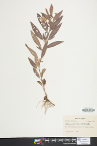 Lysimachia lanceolata image