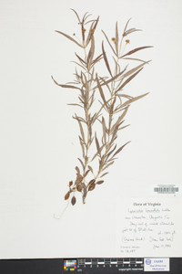 Lysimachia lanceolata image