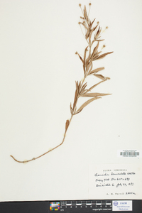 Lysimachia lanceolata image