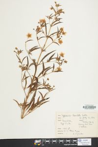 Lysimachia lanceolata image