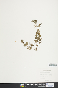 Lysimachia nummularia image