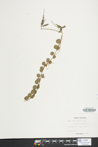 Lysimachia nummularia image