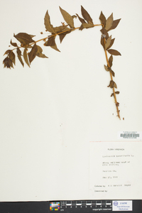 Lysimachia quadriflora image