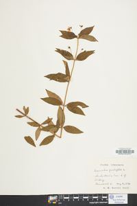 Lysimachia quadriflora image