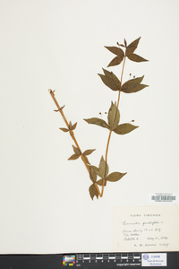 Lysimachia quadriflora image