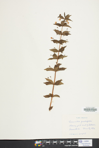 Lysimachia quadriflora image