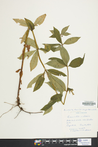 Lysimachia quadriflora image