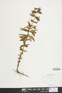 Lysimachia quadriflora image