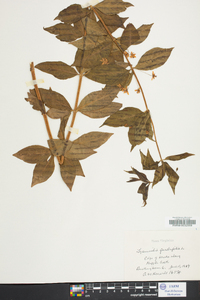 Lysimachia quadriflora image