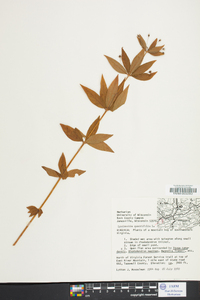 Lysimachia quadriflora image