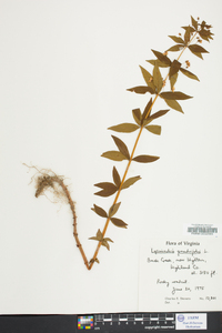 Lysimachia quadriflora image