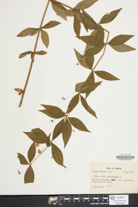 Lysimachia quadriflora image