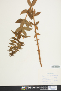 Lysimachia quadriflora image