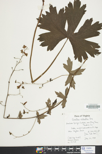 Aconitum reclinatum image