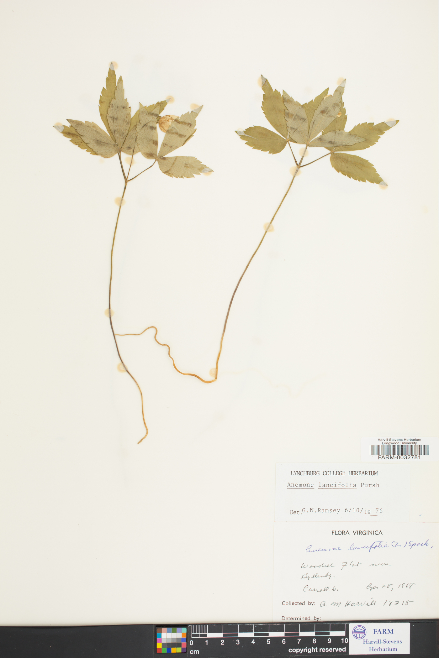 Anemone lancifolia image
