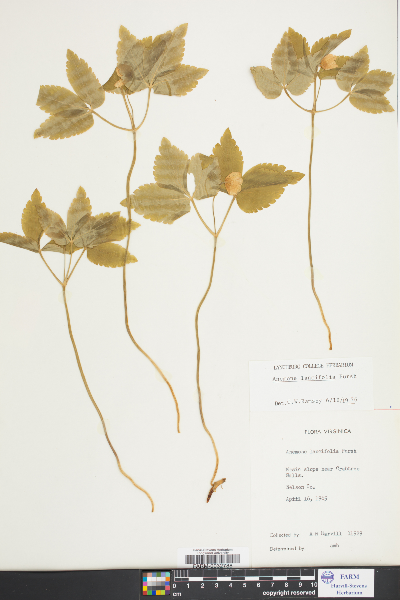 Anemone lancifolia image